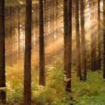 На Київщині ввели мораторій на вирубку лісу