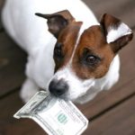 Активістка Червакової хоче обкласти коцюбинчан податком на собак