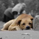 В Ірпені отравлено близько 150 собак