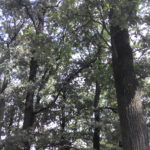 Вирубка дерев – загроза Ворзелю, як кліматичному курорту